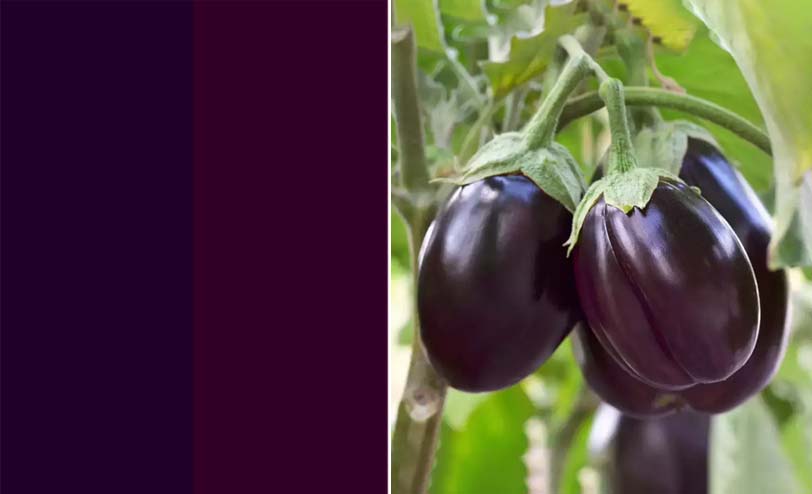 Difference between Plum color vs. eggplant color 